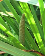 Fotografia da espécie Acorus calamus