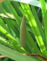 Acorus calamus