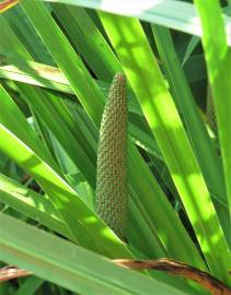 Fotografia da espécie Acorus calamus