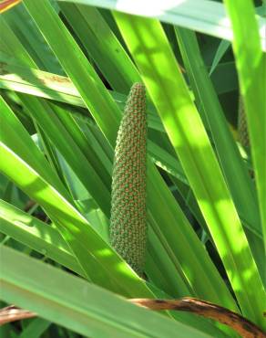 Fotografia 1 da espécie Acorus calamus no Jardim Botânico UTAD