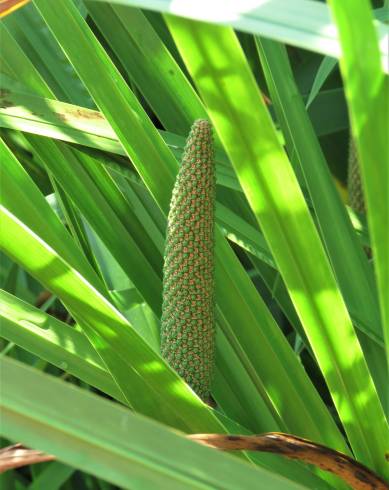 Fotografia de capa Acorus calamus - do Jardim Botânico