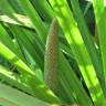 Fotografia 1 da espécie Acorus calamus do Jardim Botânico UTAD