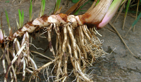 Fotografia da espécie Acorus calamus