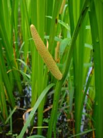 Fotografia da espécie Acorus calamus