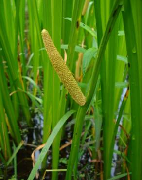 Fotografia 4 da espécie Acorus calamus no Jardim Botânico UTAD