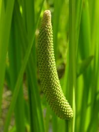 Fotografia da espécie Acorus calamus