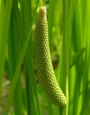 Fotografia 5 da espécie Acorus calamus no Jardim Botânico UTAD