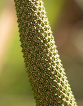 Fotografia 6 da espécie Acorus calamus no Jardim Botânico UTAD