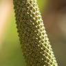 Fotografia 6 da espécie Acorus calamus do Jardim Botânico UTAD