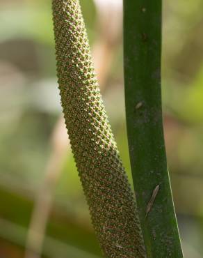 Fotografia 7 da espécie Acorus calamus no Jardim Botânico UTAD