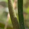 Fotografia 7 da espécie Acorus calamus do Jardim Botânico UTAD