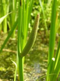 Fotografia da espécie Acorus calamus