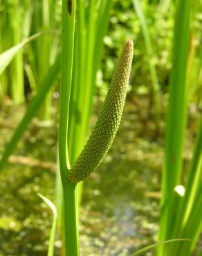 Fotografia 8 da espécie Acorus calamus no Jardim Botânico UTAD