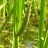 Fotografia 8 da espécie Acorus calamus do Jardim Botânico UTAD