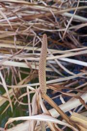 Fotografia da espécie Acorus calamus