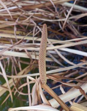 Fotografia 9 da espécie Acorus calamus no Jardim Botânico UTAD