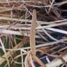 Fotografia 9 da espécie Acorus calamus do Jardim Botânico UTAD