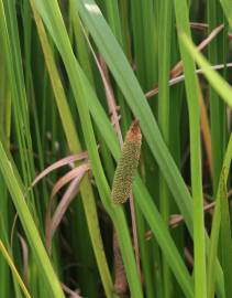 Fotografia da espécie Acorus calamus