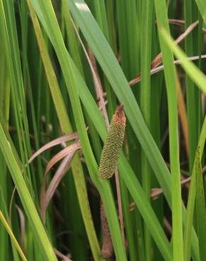 Fotografia 10 da espécie Acorus calamus no Jardim Botânico UTAD