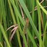 Fotografia 10 da espécie Acorus calamus do Jardim Botânico UTAD