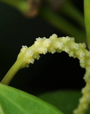 Fotografia 5 da espécie Piper nigrum no Jardim Botânico UTAD