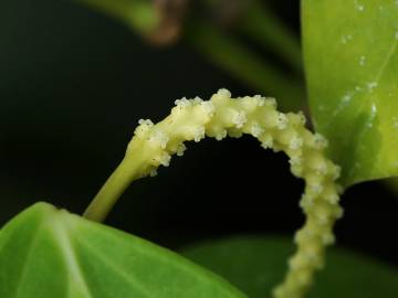 Fotografia da espécie Piper nigrum