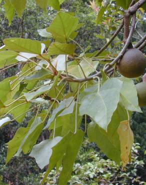 Fotografia 11 da espécie Aleurites moluccana no Jardim Botânico UTAD