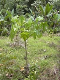 Fotografia da espécie Aleurites moluccana