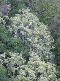 Fotografia da espécie Aleurites moluccana