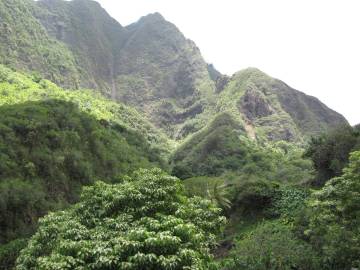 Fotografia da espécie Aleurites moluccana