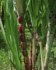 Fotografia da espécie Saccharum officinarum