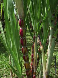 Fotografia da espécie Saccharum officinarum