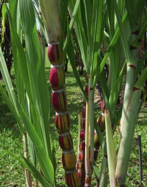 Fotografia 1 da espécie Saccharum officinarum no Jardim Botânico UTAD