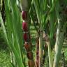 Fotografia 1 da espécie Saccharum officinarum do Jardim Botânico UTAD