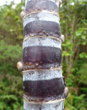 Fotografia 3 da espécie Saccharum officinarum no Jardim Botânico UTAD