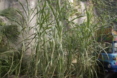 Fotografia da espécie Saccharum officinarum