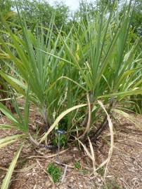 Fotografia da espécie Saccharum officinarum