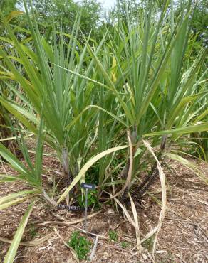 Fotografia 6 da espécie Saccharum officinarum no Jardim Botânico UTAD