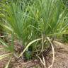 Fotografia 6 da espécie Saccharum officinarum do Jardim Botânico UTAD