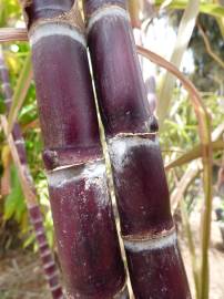 Fotografia da espécie Saccharum officinarum