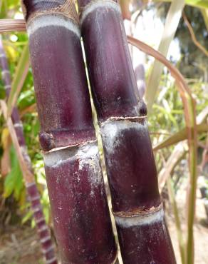 Fotografia 7 da espécie Saccharum officinarum no Jardim Botânico UTAD