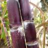 Fotografia 7 da espécie Saccharum officinarum do Jardim Botânico UTAD