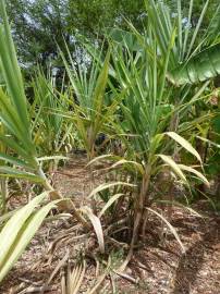 Fotografia da espécie Saccharum officinarum