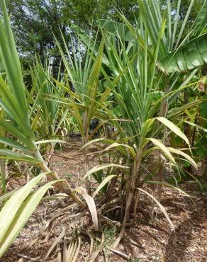 Fotografia 8 da espécie Saccharum officinarum no Jardim Botânico UTAD