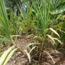 Fotografia 8 da espécie Saccharum officinarum do Jardim Botânico UTAD