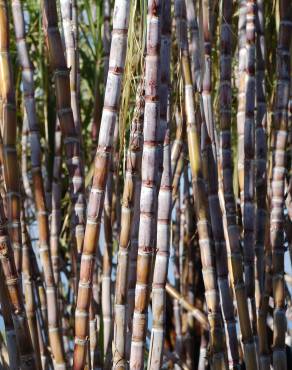 Fotografia 10 da espécie Saccharum officinarum no Jardim Botânico UTAD