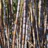 Fotografia 10 da espécie Saccharum officinarum do Jardim Botânico UTAD