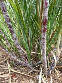 Fotografia da espécie Saccharum officinarum