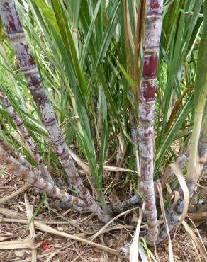 Fotografia 11 da espécie Saccharum officinarum no Jardim Botânico UTAD