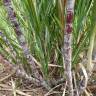 Fotografia 11 da espécie Saccharum officinarum do Jardim Botânico UTAD
